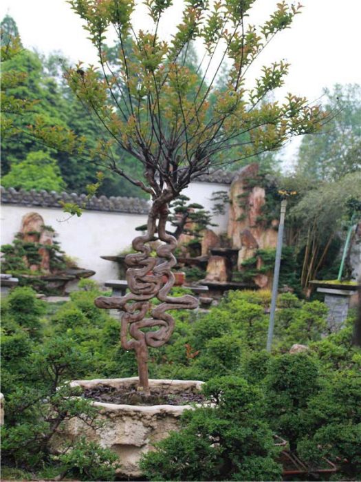 bonsai025