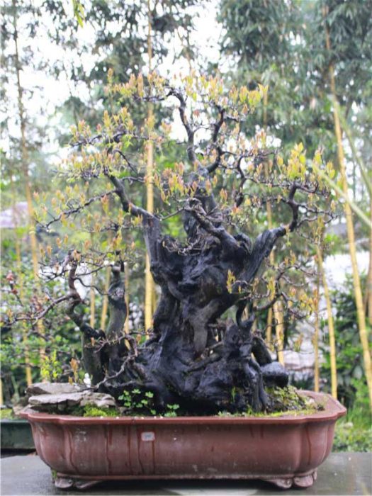 bonsai028