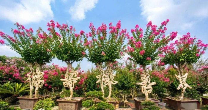 Why We Say International Horticultural Exhibition 2024 Chengdu Is A Dream World Tour? 