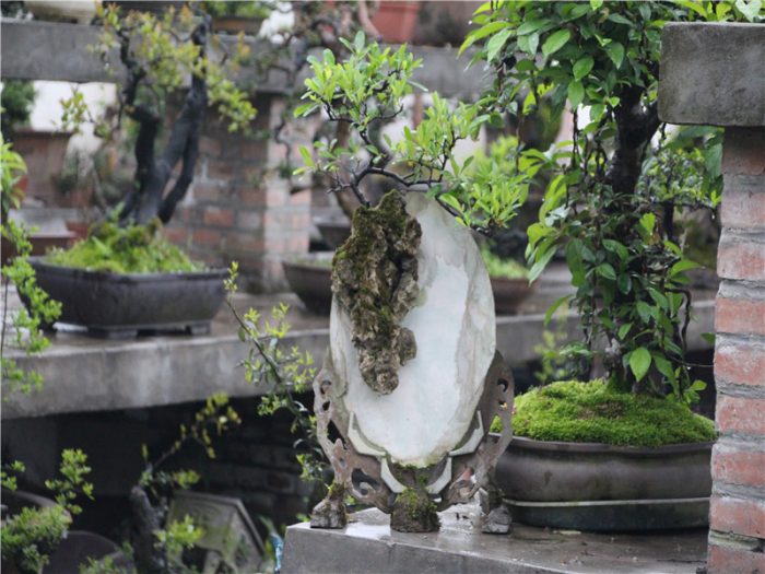 Where to see the traditional China Bonsai？A specialist from Bonsai hometown can tell you more stories than the image......