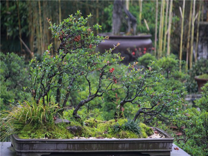 Where to see the traditional China Bonsai？A specialist from Bonsai hometown can tell you more stories than the image......