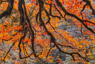 Colorful forest in Autumn, Vacation in hot spring resort, you may meet pandas in the mountain!