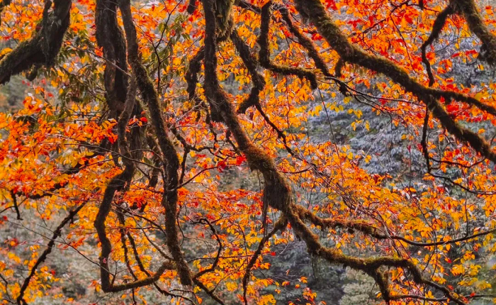 Colorful forest in Autumn, Vacation in hot spring resort, you may meet pandas in the mountain!