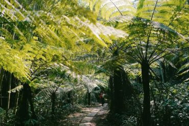 2 Hours Drive from Chengdu, You Arrive the Jurassic Fern Tree Valley and Gourmet Paradise